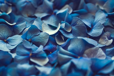近距离摄影中的蓝色花瓣